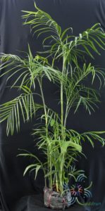 ปาล์มไผ่ Chamaedorea seifrizii Burret 7