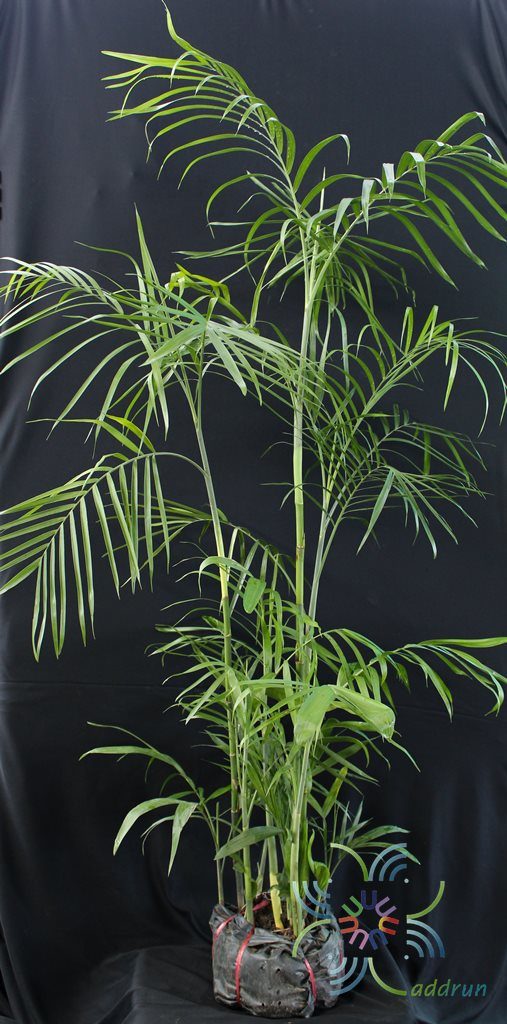 ปาล์มไผ่ Chamaedorea seifrizii Burret 7