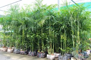 ปาล์มไผ่ Chamaedorea seifrizii Burret 7