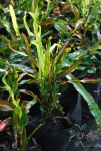 โกสนสายรุ้ง Codiaeum variegatum (L.) Rumph. ex A.Juss.