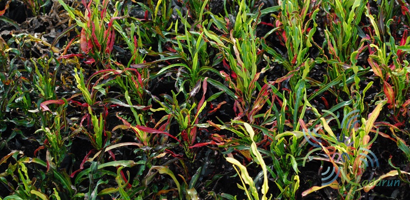 โกสนสายรุ้ง Codiaeum variegatum (L.) Rumph. ex A.Juss.