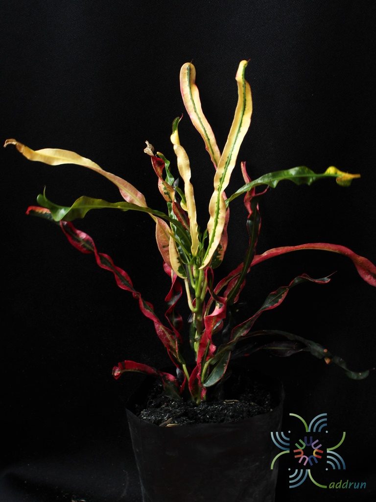 โกสนสายรุ้ง Codiaeum variegatum (L.) Rumph. ex A.Juss.