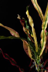 โกสนสายรุ้ง Codiaeum variegatum (L.) Rumph. ex A.Juss.
