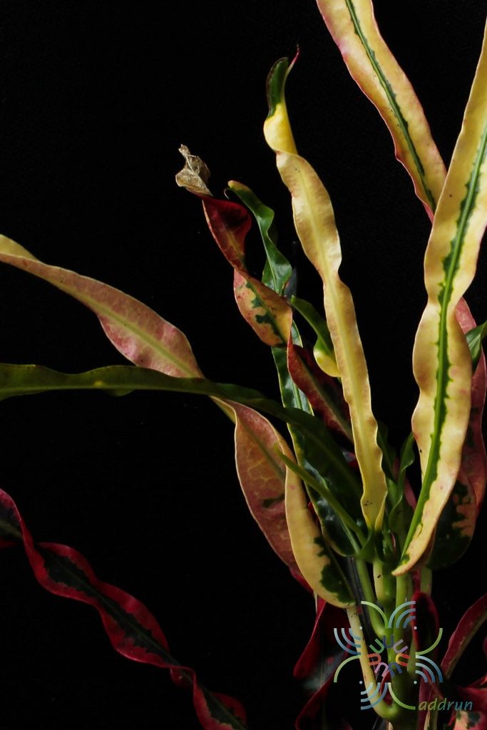โกสนสายรุ้ง Codiaeum variegatum (L.) Rumph. ex A.Juss.