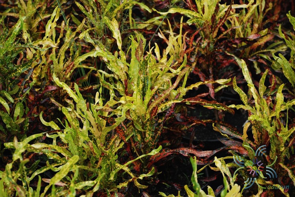 โกสนสาวเชียงราย Codiaeum variegatum (L.) Rumph. ex A.Juss.
