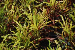 โกสนสาวเชียงราย Codiaeum variegatum (L.) Rumph. ex A.Juss.