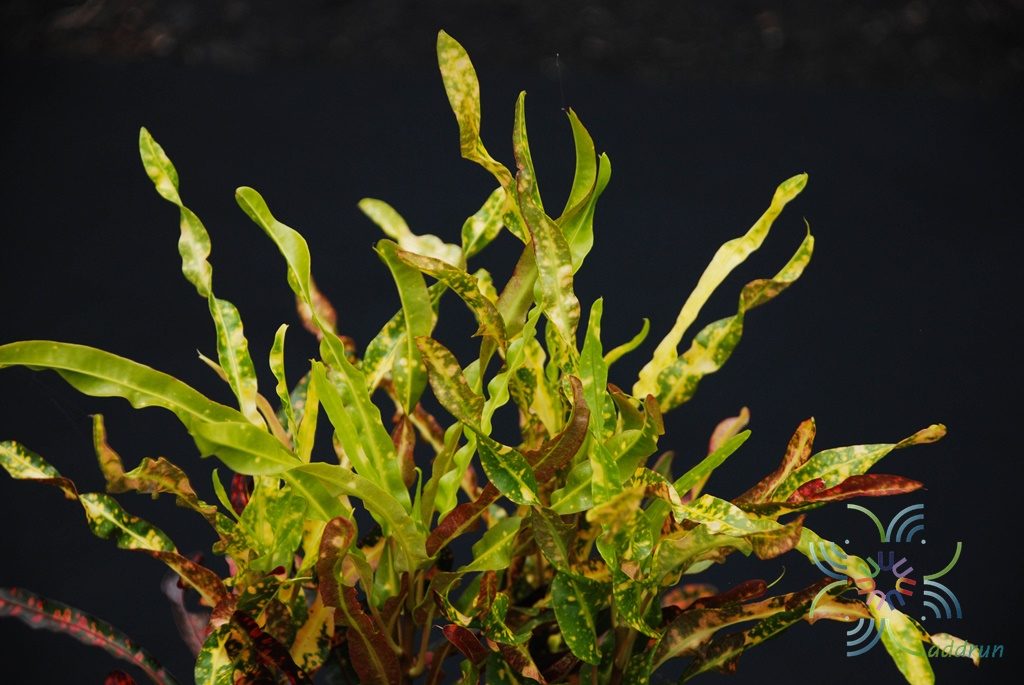 โกสนสาวเชียงใหม่ Codiaeum variegatum (L.) Rumph. ex A.Juss.