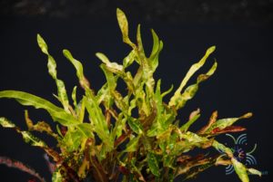 โกสนสาวเชียงใหม่ Codiaeum variegatum (L.) Rumph. ex A.Juss.
