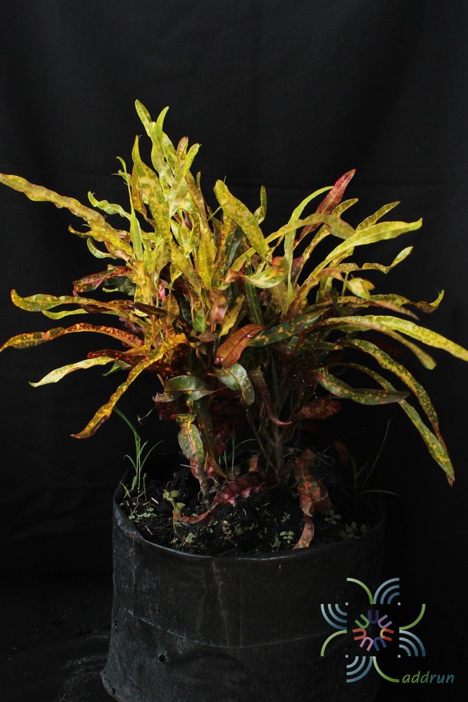 โกสนสาวเชียงใหม่ Codiaeum variegatum (L.) Rumph. ex A.Juss.