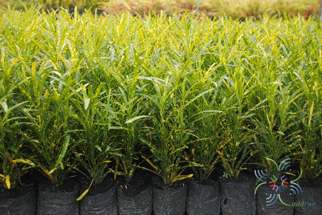 โกสนแส้ม้า Codiaeum variegatum (L.) Rumph. ex A.Juss.