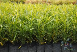 โกสนแส้ม้า Codiaeum variegatum (L.) Rumph. ex A.Juss.
