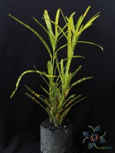 โกสนแส้ม้า Codiaeum variegatum (L.) Rumph. ex A.Juss.