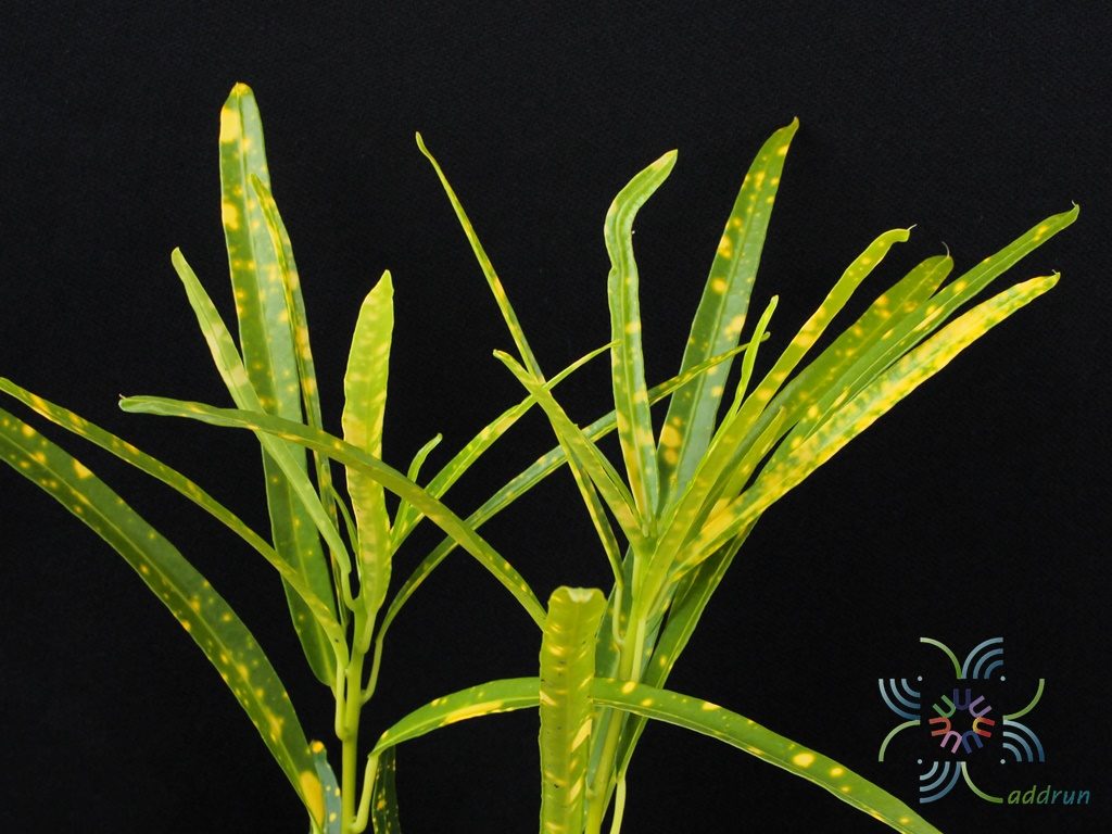 โกสนแส้ม้า Codiaeum variegatum (L.) Rumph. ex A.Juss.