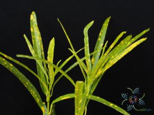 โกสนแส้ม้า Codiaeum variegatum (L.) Rumph. ex A.Juss.