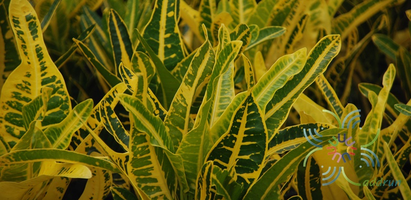 โกสนเหลืองยูโด Codiaeum variegatum (L.) Rumph. ex A.Juss.