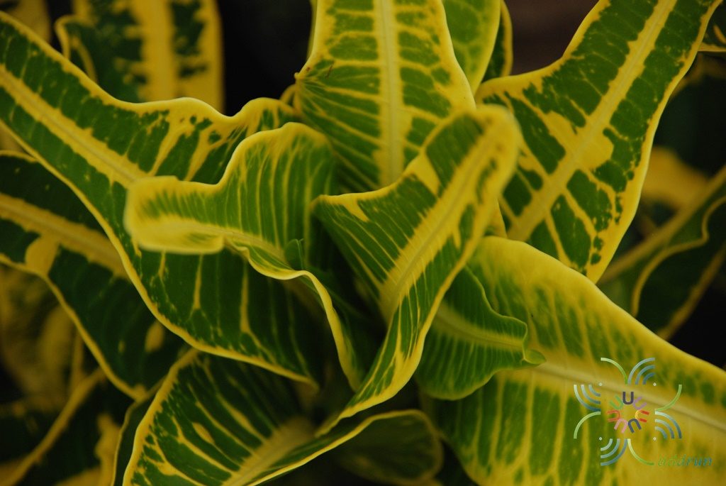 โกสนเหลืองยูโด Codiaeum variegatum (L.) Rumph. ex A.Juss.