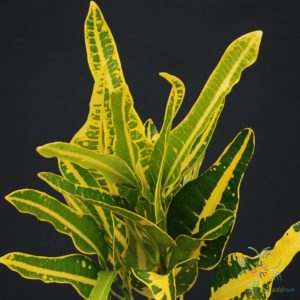 โกสนเหลืองยูโด Codiaeum variegatum (L.) Rumph. ex A.Juss.