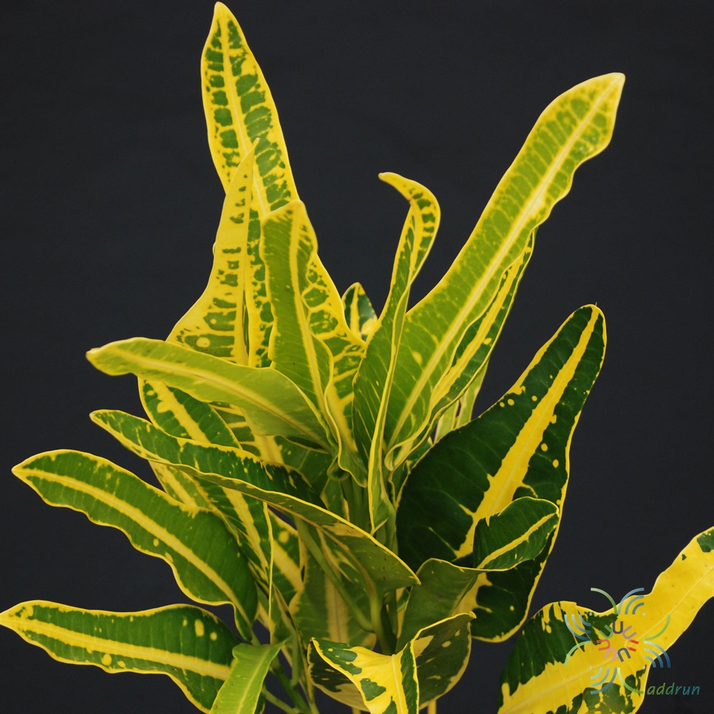 โกสนเหลืองยูโด Codiaeum variegatum (L.) Rumph. ex A.Juss.