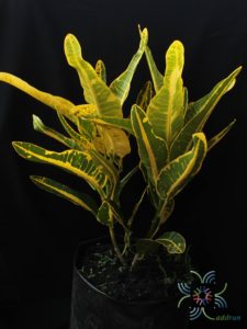 โกสนเหลืองยูโด Codiaeum variegatum (L.) Rumph. ex A.Juss.