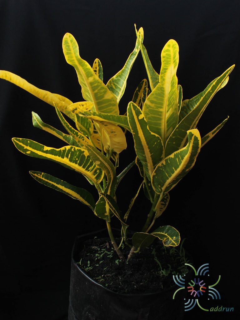 โกสนเหลืองยูโด Codiaeum variegatum (L.) Rumph. ex A.Juss.