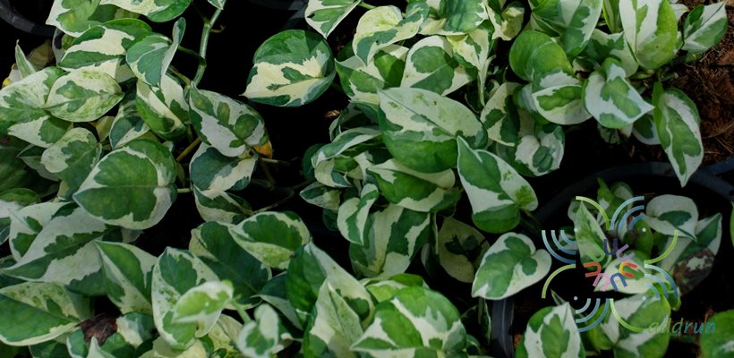 พลูงาช้าง Epipremnum aureum (Linden & André) G. S. Bunting
