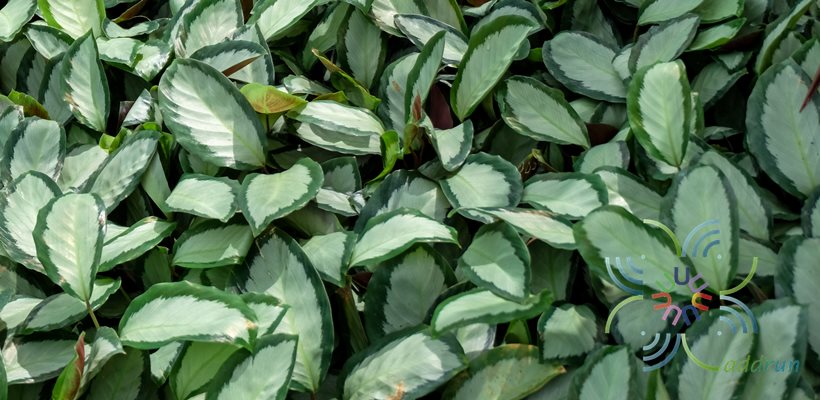 คล้าอาร์เจนเตีย, คล้าถุงเงิน (คล้าเงินคล้าทอง) Calathea picturata K. Koch & Linden cv. Argentea (หรือ ‘Argentea’)