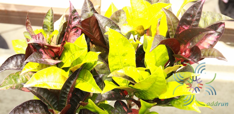 โกสนแอปเปิลไอริช Codiaeum variegatum (L.) Rumph. ex A.Juss.