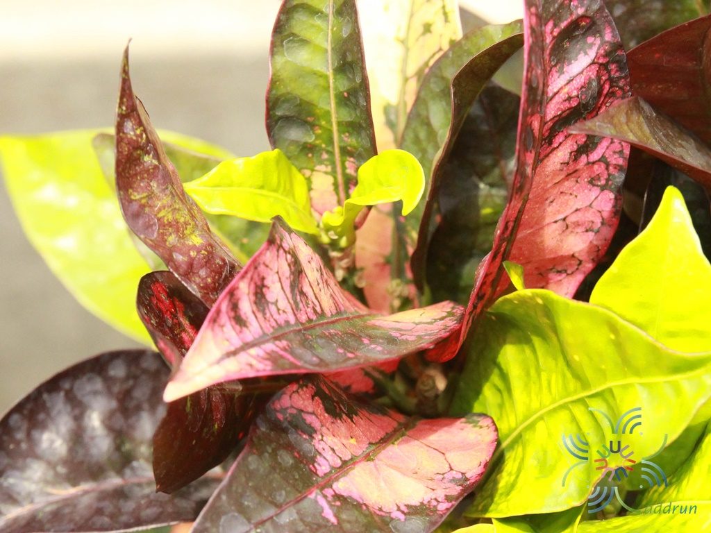 โกสนแอปเปิลไอริช Codiaeum variegatum (L.) Rumph. ex A.Juss.