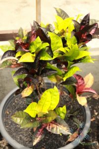 โกสนแอปเปิลไอริช Codiaeum variegatum (L.) Rumph. ex A.Juss.