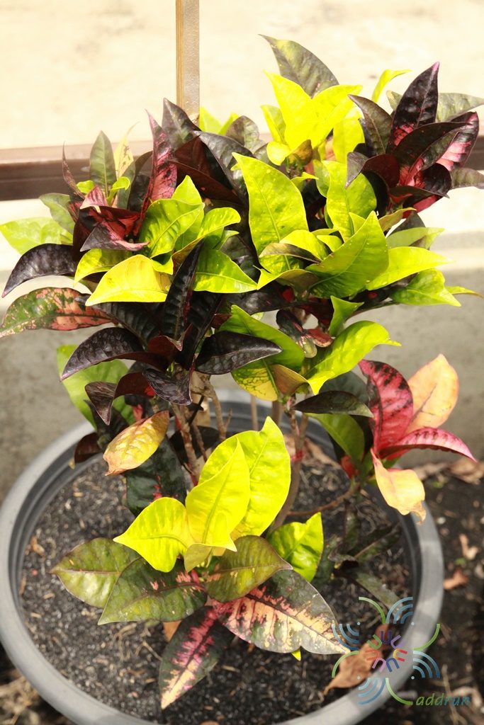 โกสนแอปเปิลไอริช Codiaeum variegatum (L.) Rumph. ex A.Juss.