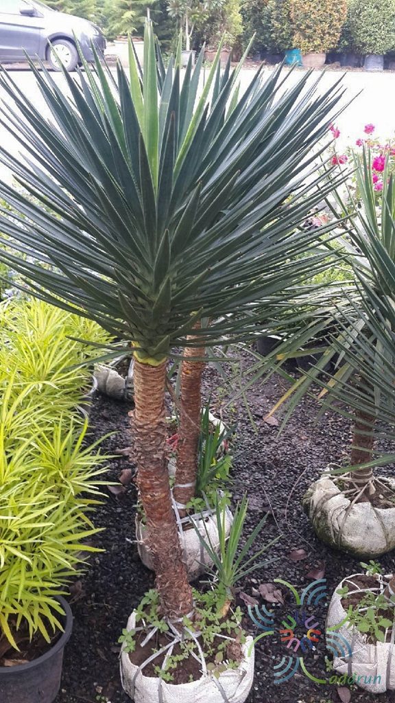 เข็มกุดั่น Yucca aloifolia L.