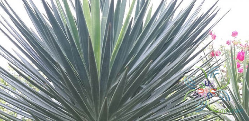เข็มกุดั่น Yucca aloifolia L.