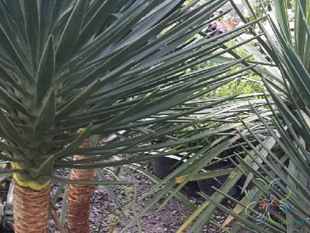 เข็มกุดั่น Yucca aloifolia L.