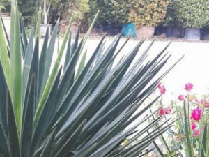 เข็มกุดั่น Yucca aloifolia L.