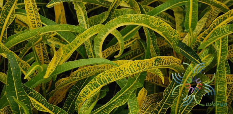 โกสนกวางทอง Codiaeum variegatum (L.) Rumph. ex A.Juss.