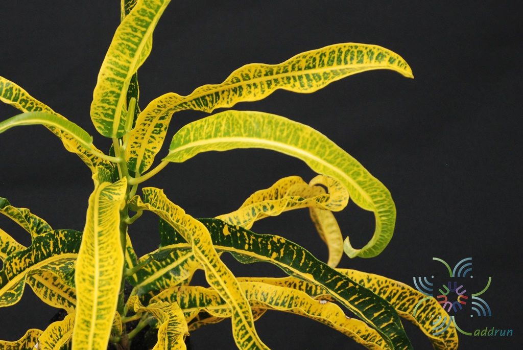 โกสนกวางทอง Codiaeum variegatum (L.) Rumph. ex A.Juss.