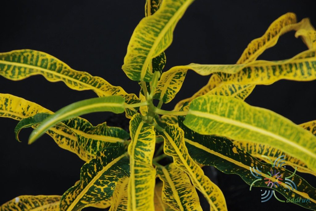 โกสนกวางทอง Codiaeum variegatum (L.) Rumph. ex A.Juss.