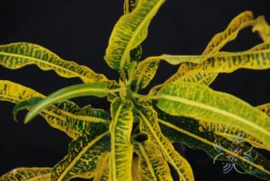 โกสนกวางทอง Codiaeum variegatum (L.) Rumph. ex A.Juss.