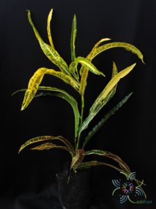 โกสนกวางทอง Codiaeum variegatum (L.) Rumph. ex A.Juss.