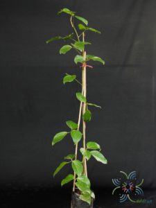 พวงโกเมน Mucuna warburgii K.Schum. & Lauterb.