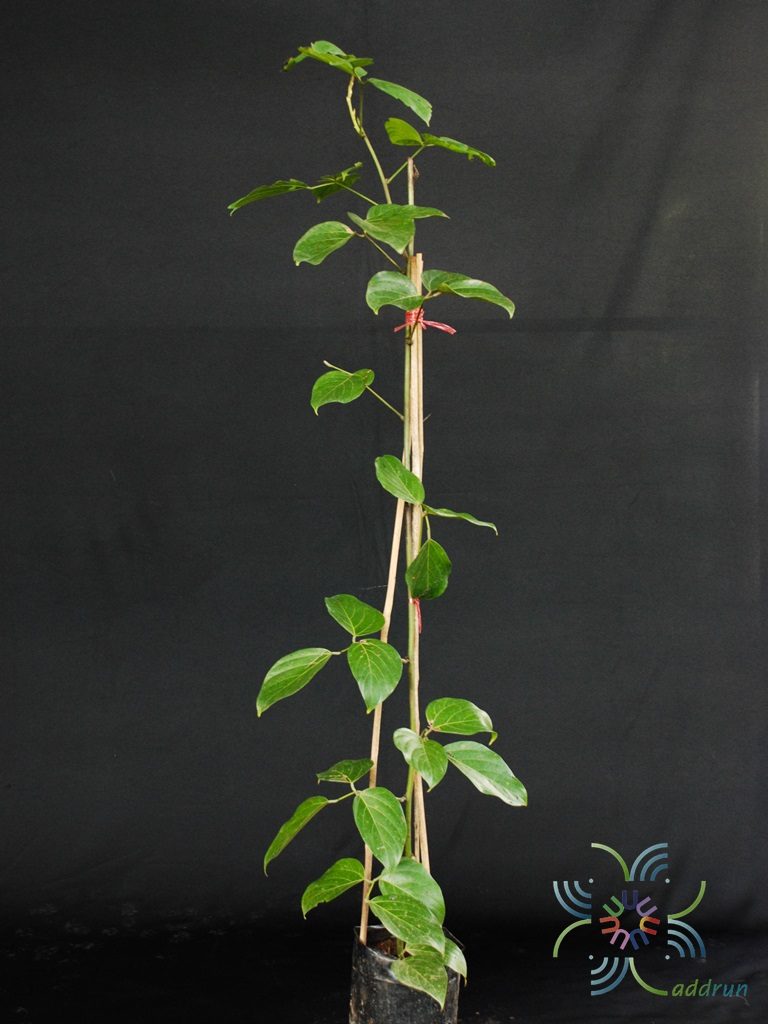 พวงโกเมน Mucuna warburgii K.Schum. & Lauterb.