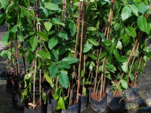 พวงโกเมน Mucuna warburgii K.Schum. & Lauterb.