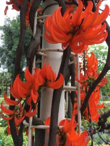 พวงโกเมน Mucuna warburgii K.Schum. & Lauterb.