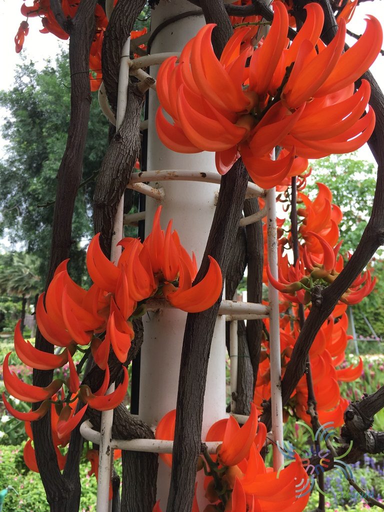 พวงโกเมน Mucuna warburgii K.Schum. & Lauterb.