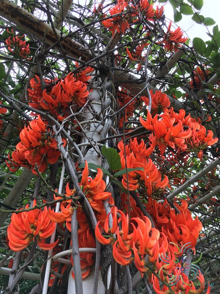 พวงโกเมน Mucuna warburgii K.Schum. & Lauterb.