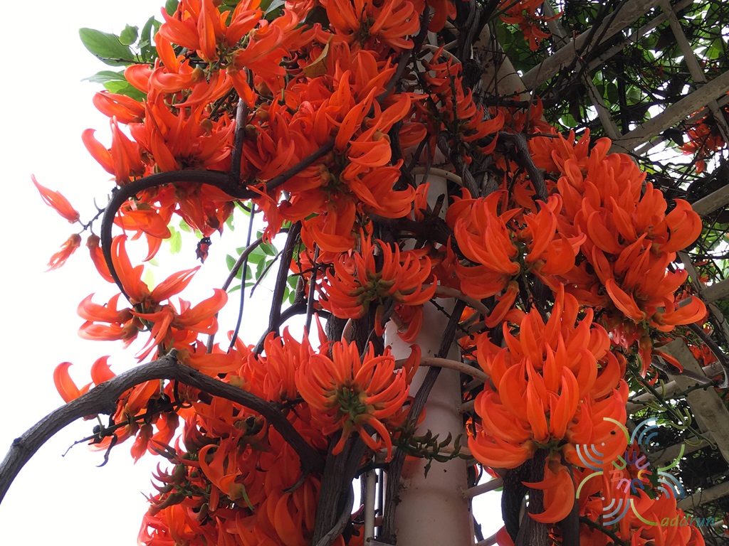 พวงโกเมน Mucuna warburgii K.Schum. & Lauterb.