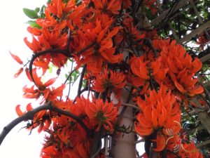 พวงโกเมน Mucuna warburgii K.Schum. & Lauterb.