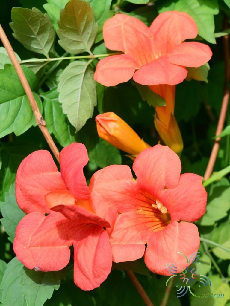 มธุรดา Campsis grandiflora (Thunb.) K.Schum.