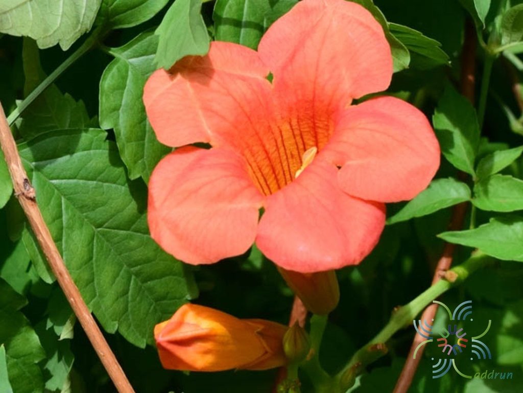 มธุรดา Campsis grandiflora (Thunb.) K.Schum.