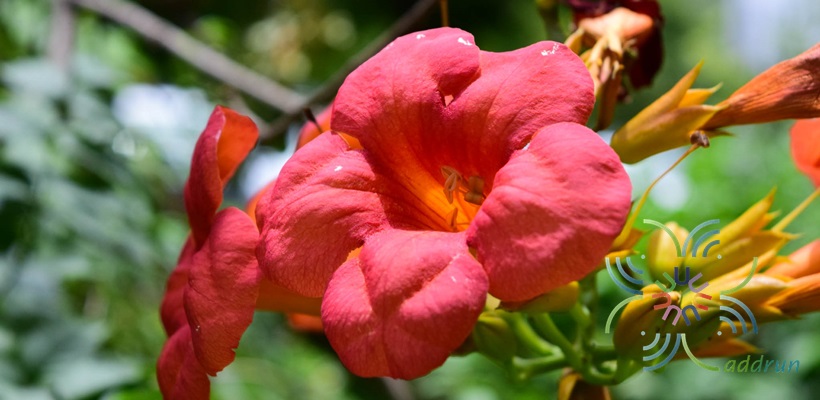 มธุรดา Campsis grandiflora (Thunb.) K.Schum.